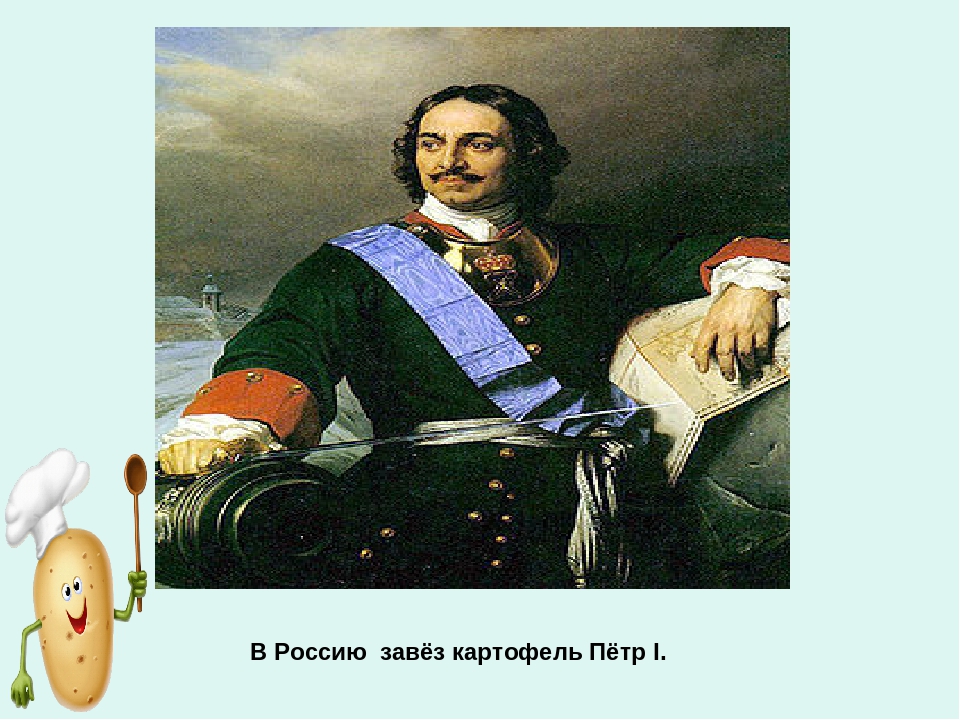 Презентация по ознакомлению с окружающим миром «Ах, картошечка, картошка!» в старшей группе