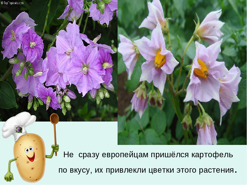 Презентация по ознакомлению с окружающим миром «Ах, картошечка, картошка!» в старшей группе