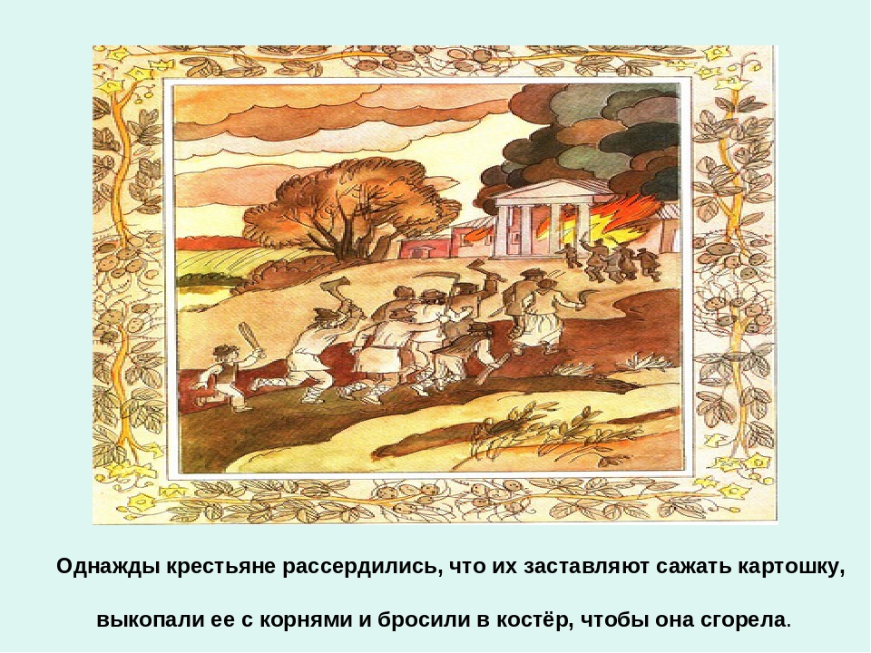 Презентация по ознакомлению с окружающим миром «Ах, картошечка, картошка!» в старшей группе