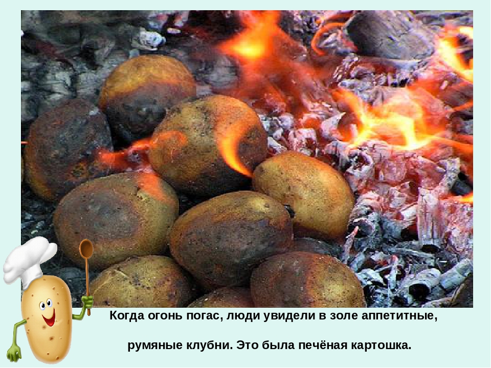 Презентация по ознакомлению с окружающим миром «Ах, картошечка, картошка!» в старшей группе