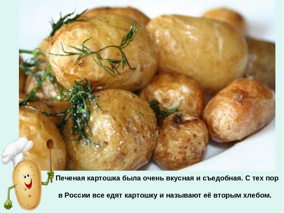 Презентация по ознакомлению с окружающим миром «Ах, картошечка, картошка!» в старшей группе