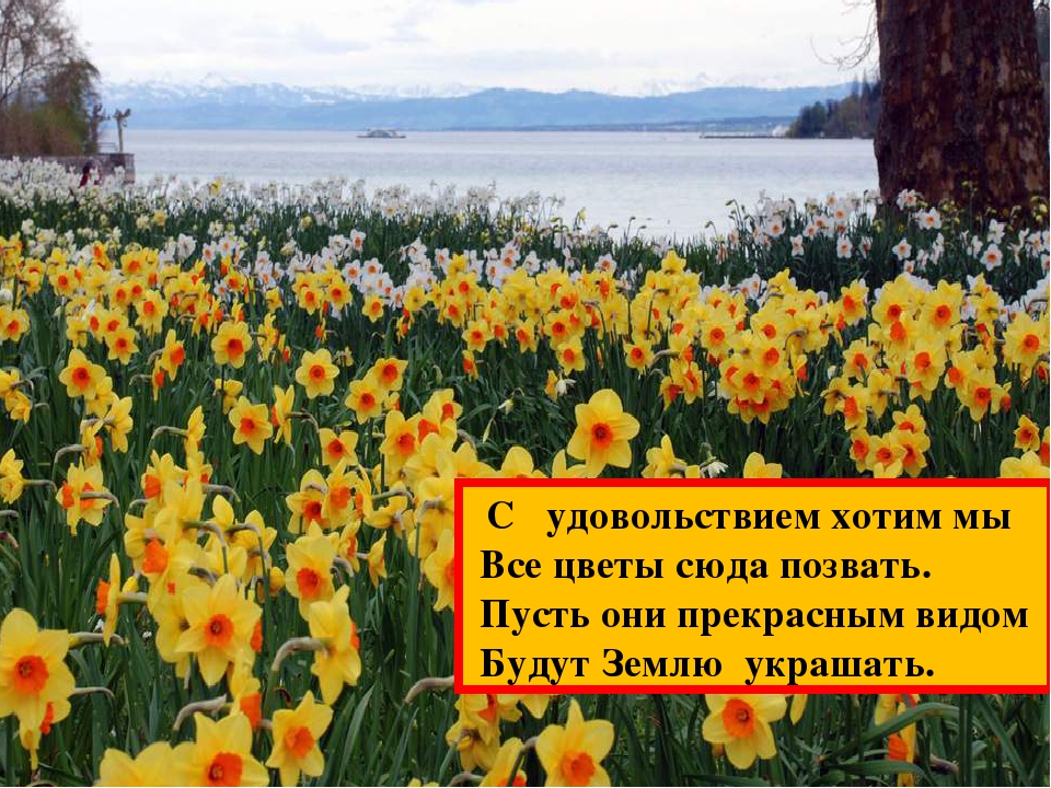 ПРЕЗЕНТАЦИЯ" ЦВЕТАМ ПОМОЖЕМ РАСТИ И ЗЕМЛЯ НАША БУДЕТ ЦВЕСТИ"