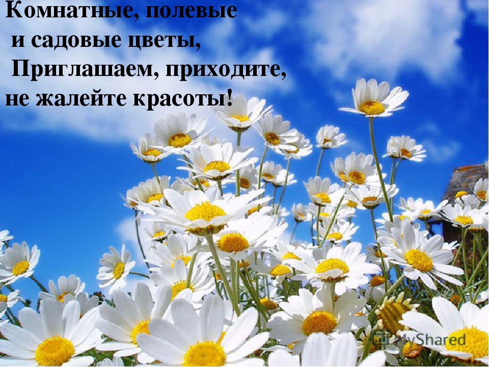 ПРЕЗЕНТАЦИЯ" ЦВЕТАМ ПОМОЖЕМ РАСТИ И ЗЕМЛЯ НАША БУДЕТ ЦВЕСТИ"