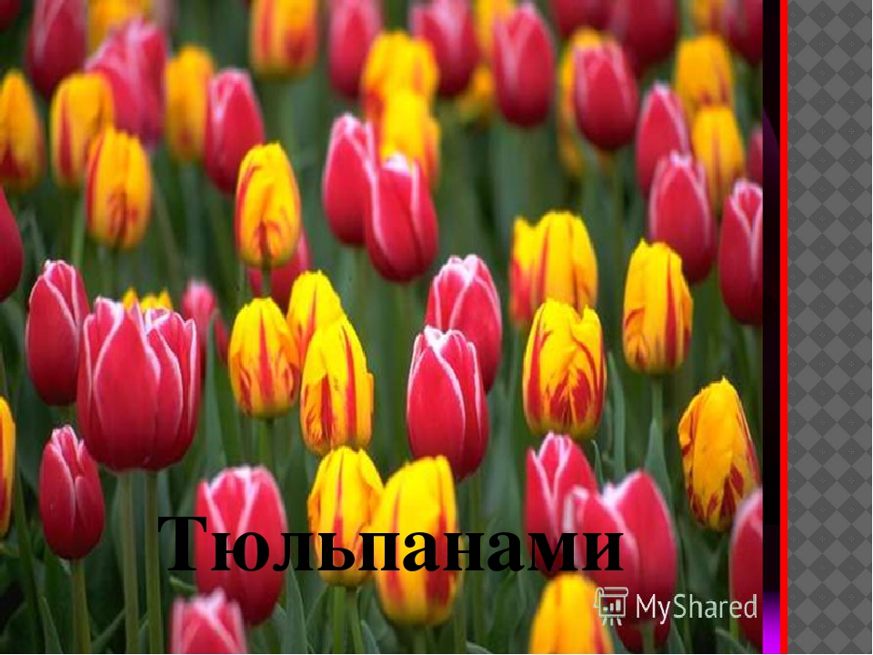 ПРЕЗЕНТАЦИЯ" ЦВЕТАМ ПОМОЖЕМ РАСТИ И ЗЕМЛЯ НАША БУДЕТ ЦВЕСТИ"
