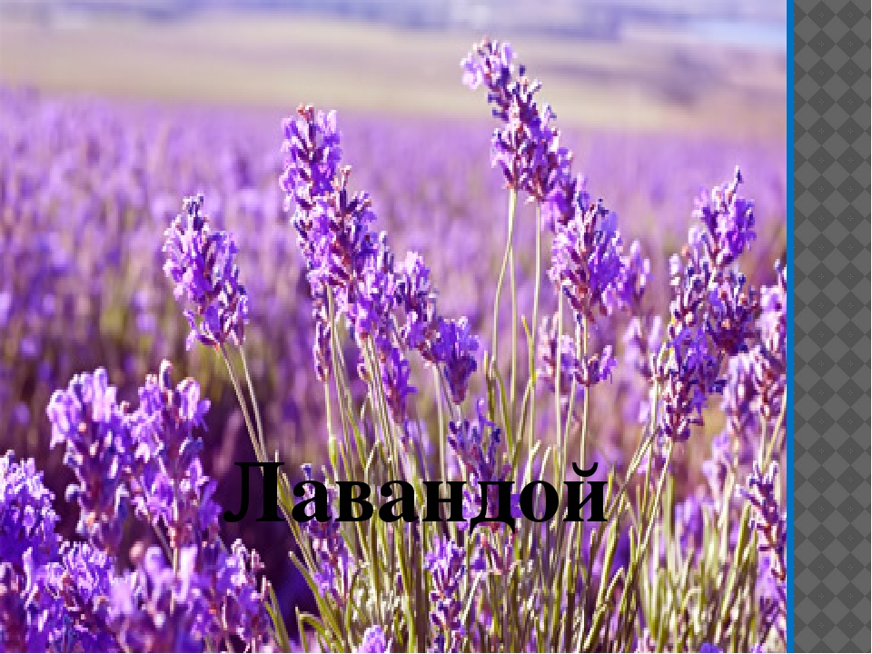 ПРЕЗЕНТАЦИЯ" ЦВЕТАМ ПОМОЖЕМ РАСТИ И ЗЕМЛЯ НАША БУДЕТ ЦВЕСТИ"