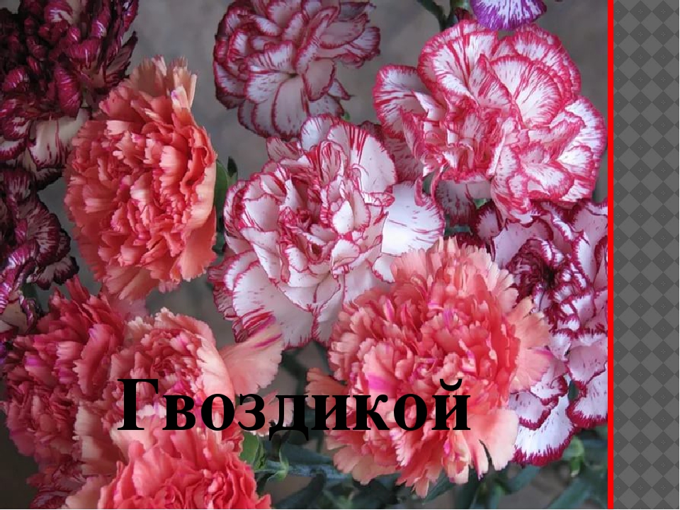 ПРЕЗЕНТАЦИЯ" ЦВЕТАМ ПОМОЖЕМ РАСТИ И ЗЕМЛЯ НАША БУДЕТ ЦВЕСТИ"