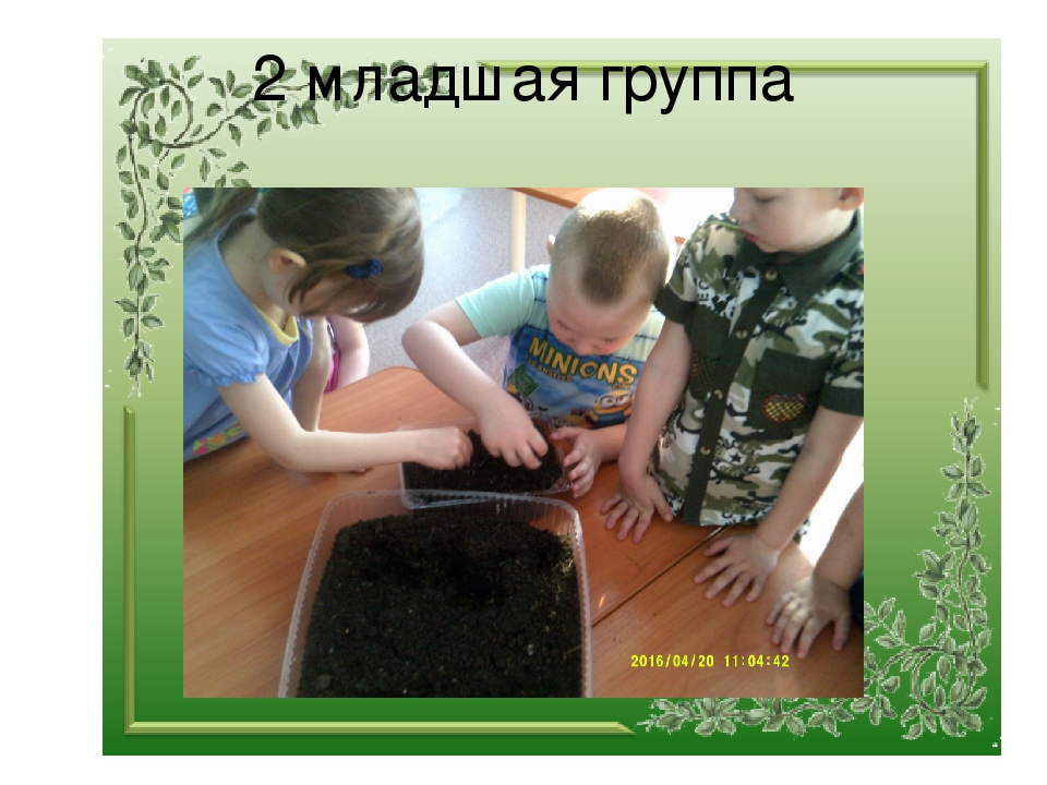 Презентация "Огород на окне"