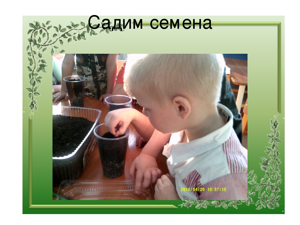 Презентация "Огород на окне"