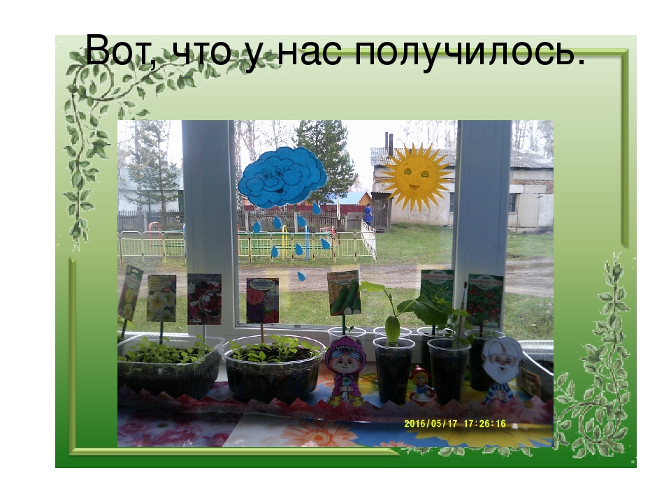 Презентация "Огород на окне"