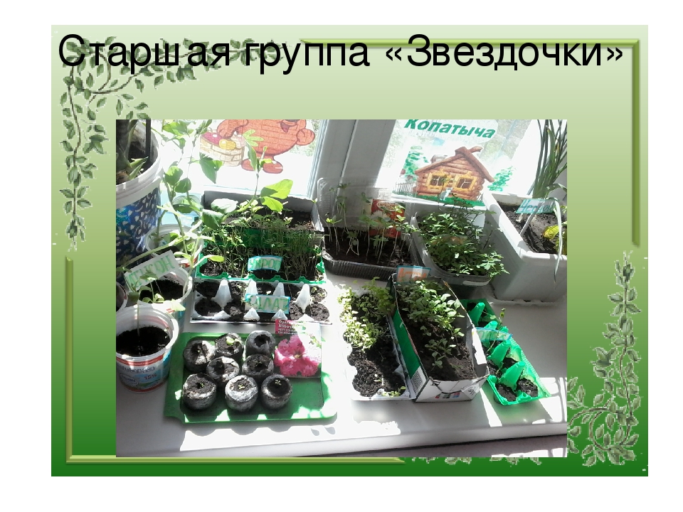 Презентация "Огород на окне"