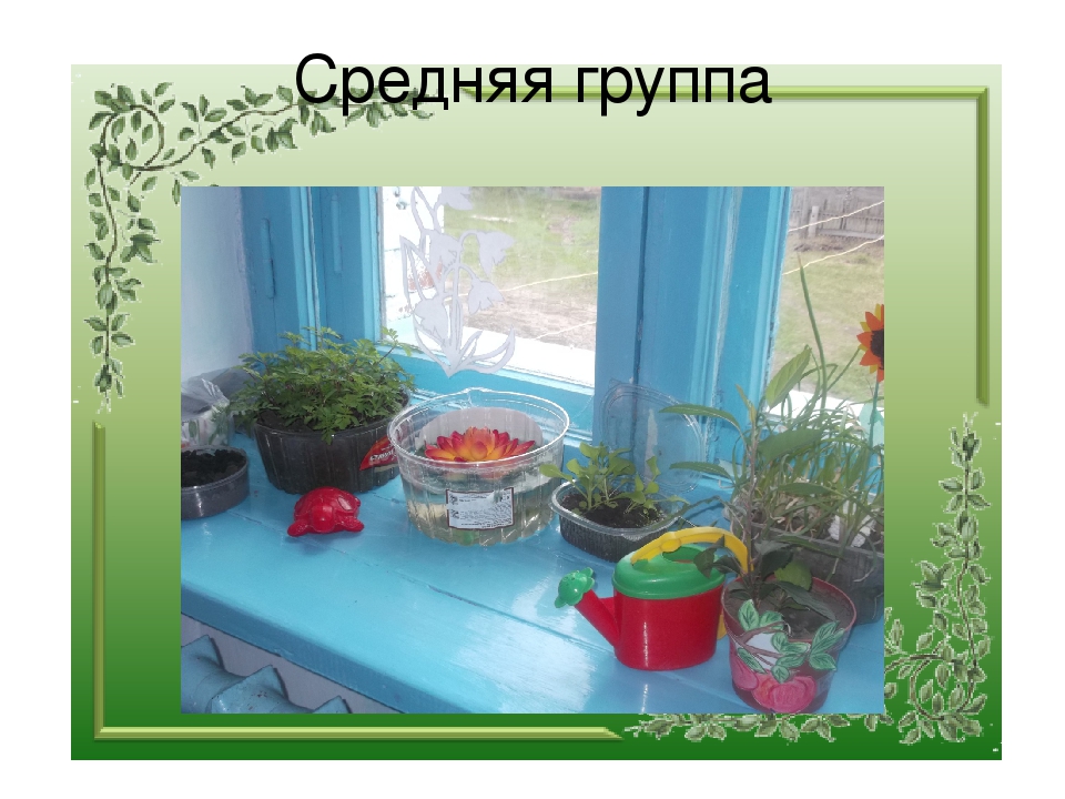 Презентация "Огород на окне"