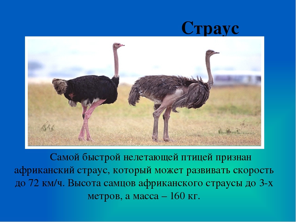 Презентация "Птицы Африки" ознакомление с окружающим