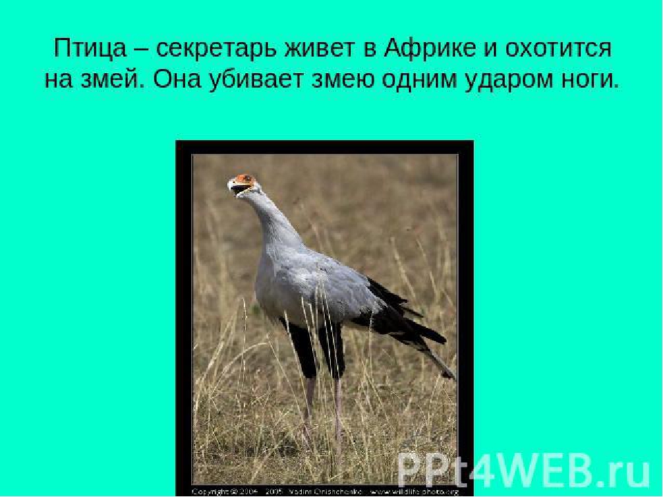 Презентация "Птицы Африки" ознакомление с окружающим