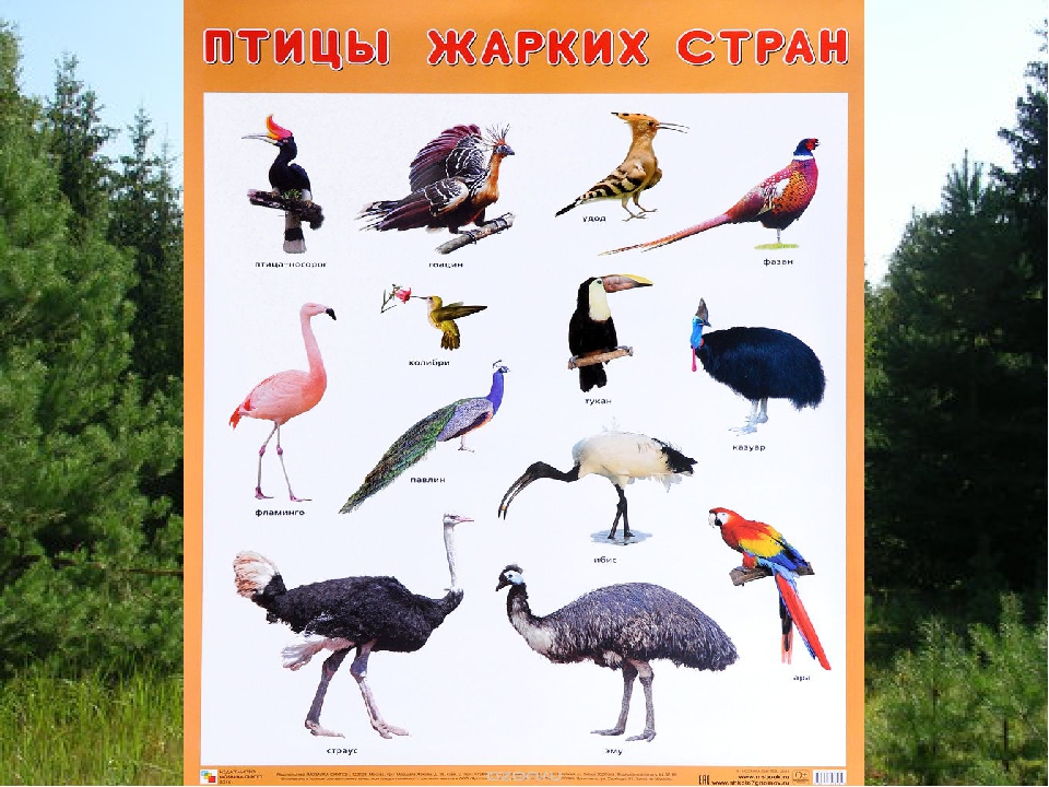 Презентация "Птицы Африки" ознакомление с окружающим