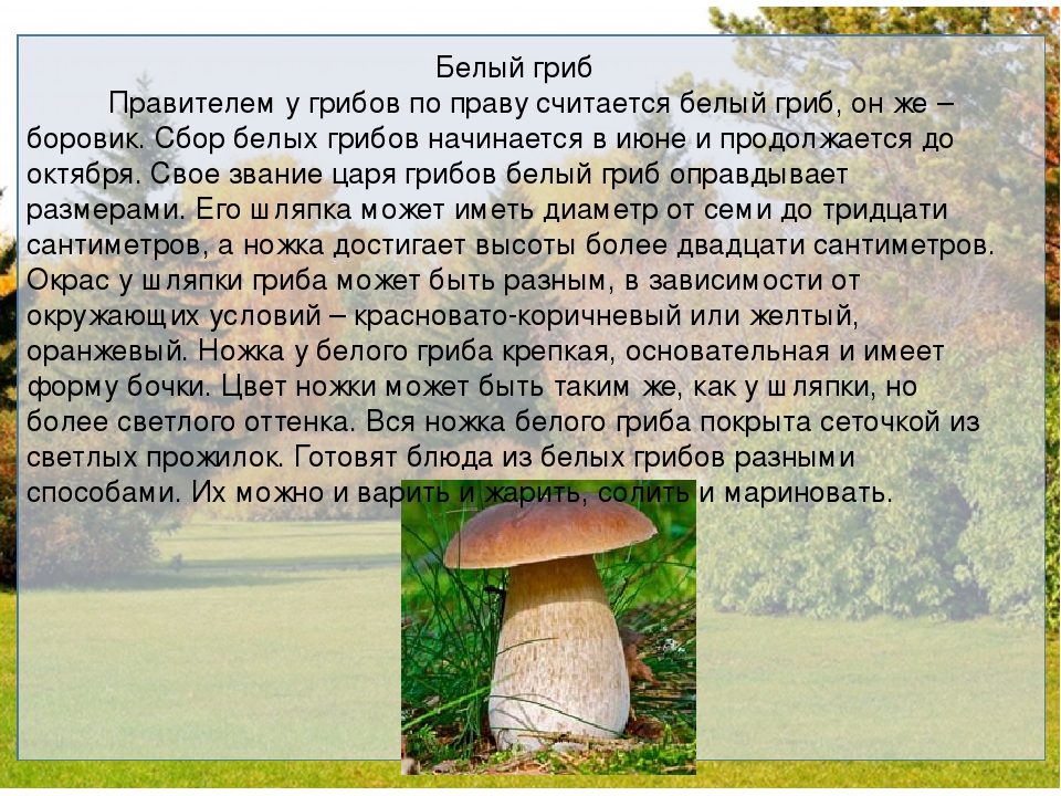 Сочинение на тему красота грибов. Белый гриб доклад 2 класс. Гриб Боровик описание. Сообщение о грибе Боровик 2 класс. Рассказ про белый гриб для 3 класса окружающий мир.