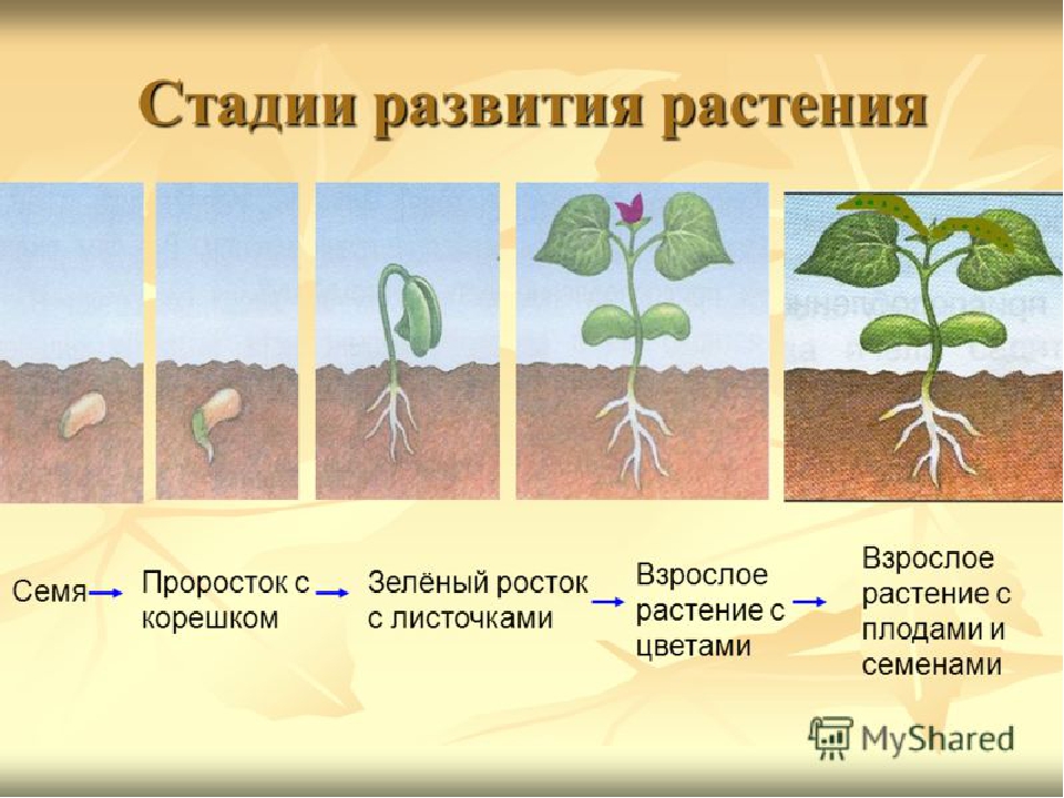Презентация по экологическому развитию на тему "Огород на окошке"