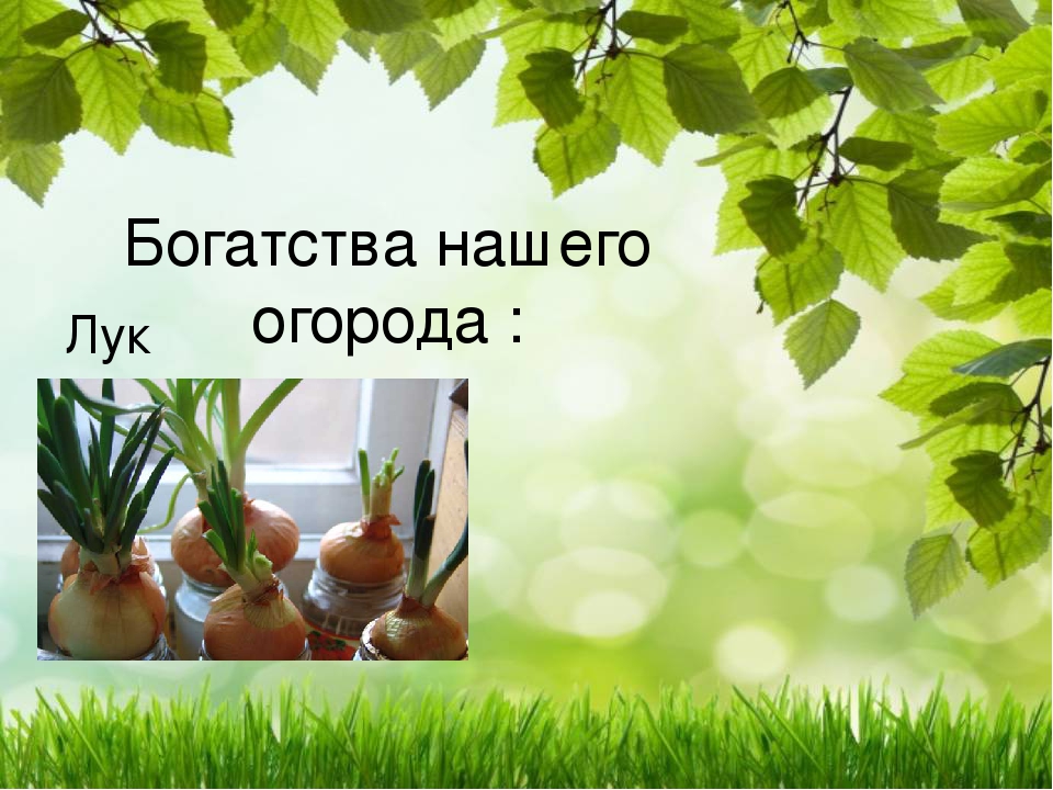 Презентация по экологическому развитию на тему "Огород на окошке"