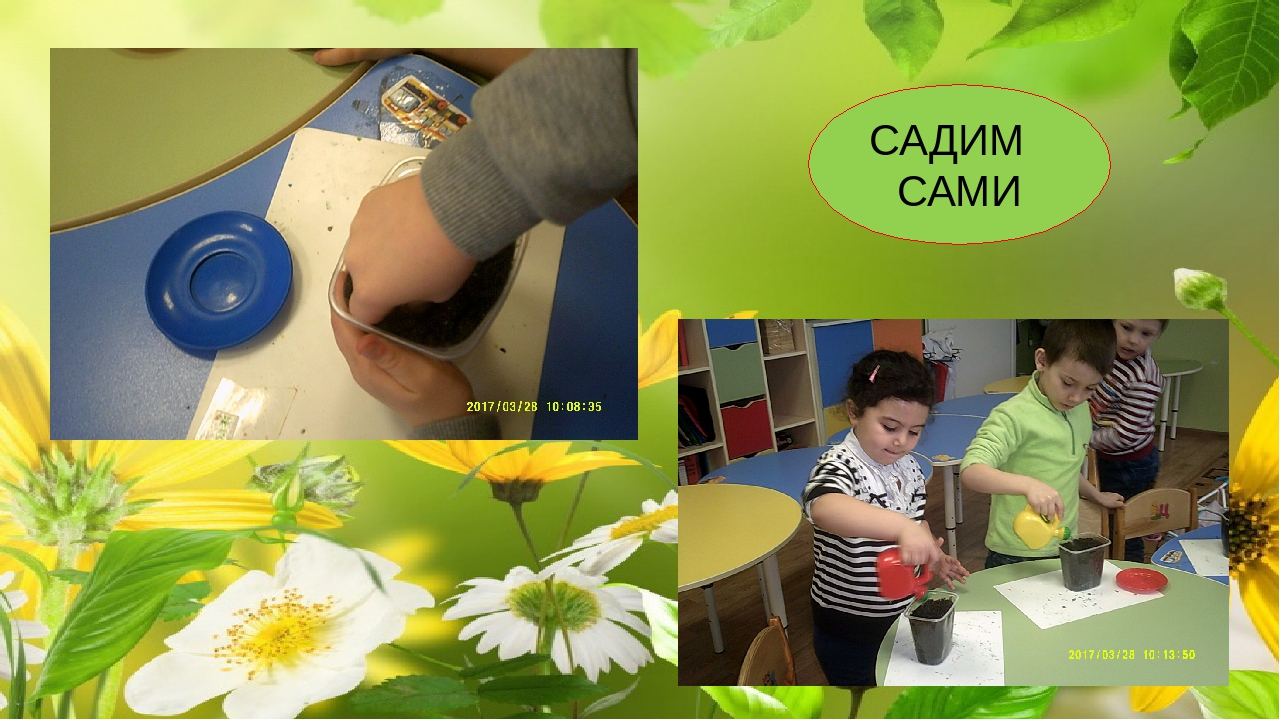 Огород на окне. Старшая разновозрастная группа.