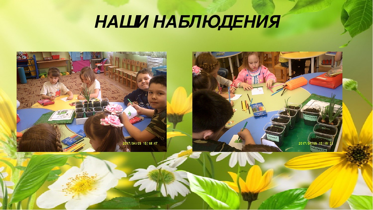 Огород на окне. Старшая разновозрастная группа.