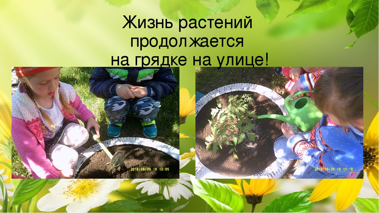 Огород на окне. Старшая разновозрастная группа.