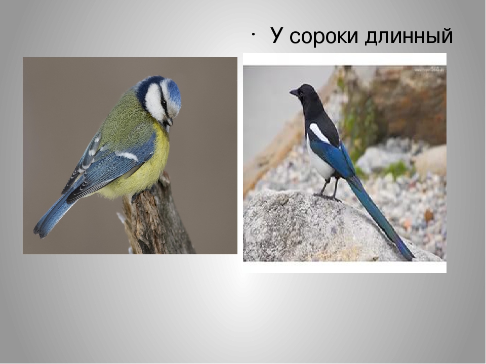 Познание. дать представление детям среднего возраста о понятии высоко, широко, большой и маленький