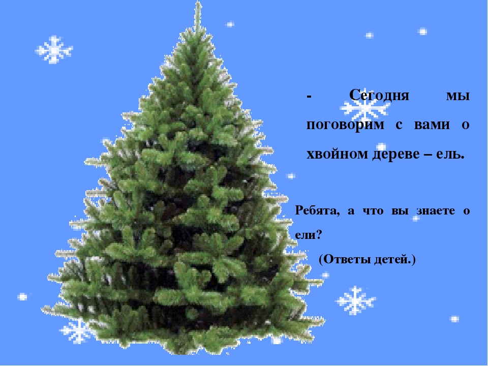 Презентация к занятию "О ели и сосне"