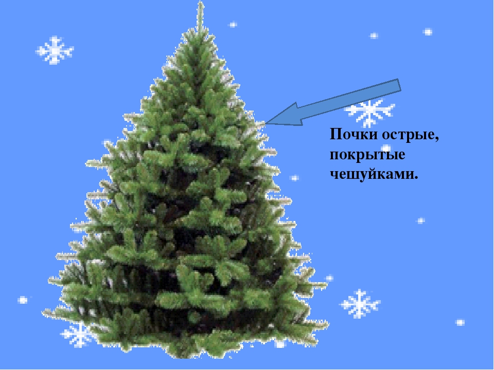 Презентация к занятию "О ели и сосне"