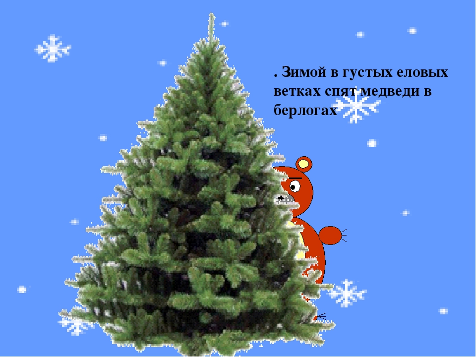 Презентация к занятию "О ели и сосне"