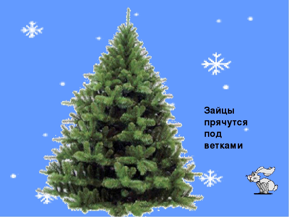 Презентация к занятию "О ели и сосне"