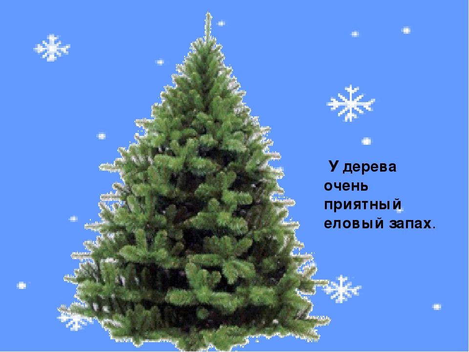 Презентация к занятию "О ели и сосне"