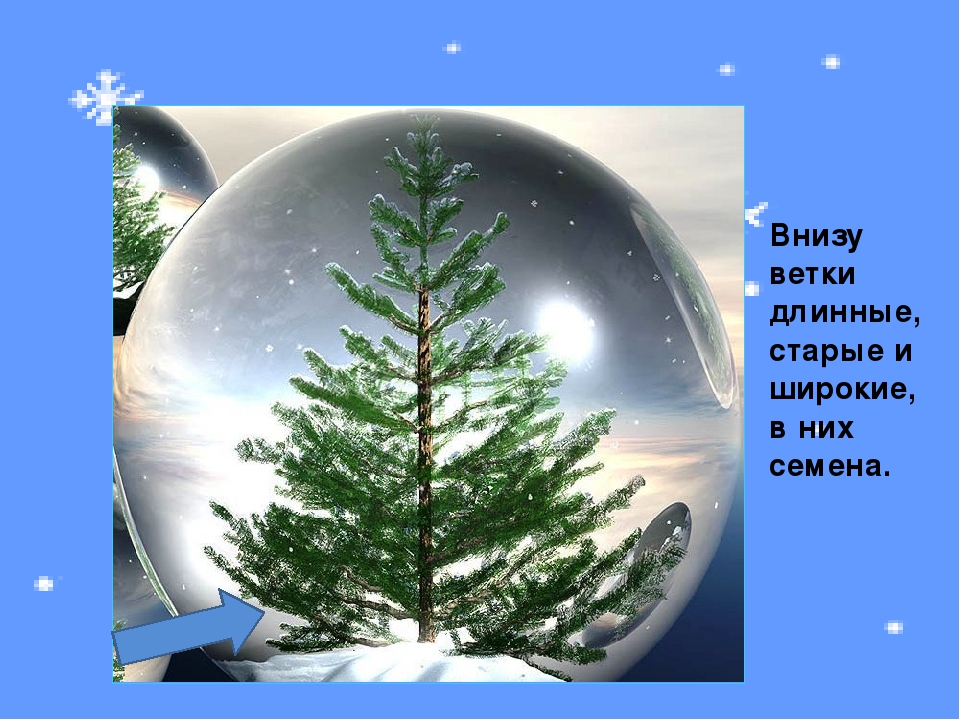 Презентация к занятию "О ели и сосне"