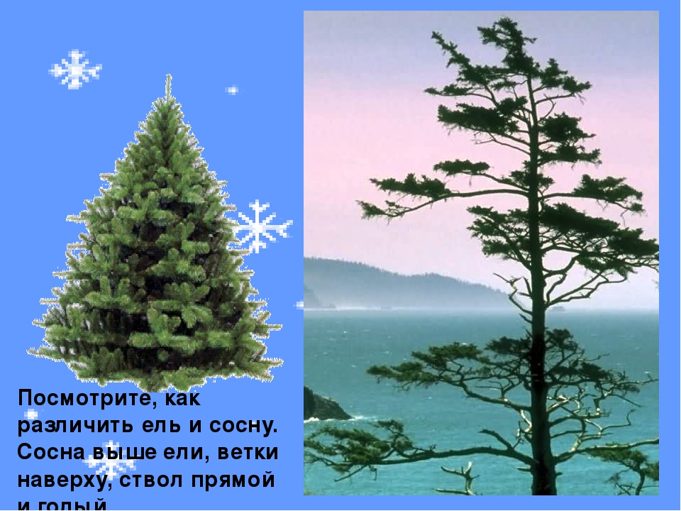 Презентация к занятию "О ели и сосне"