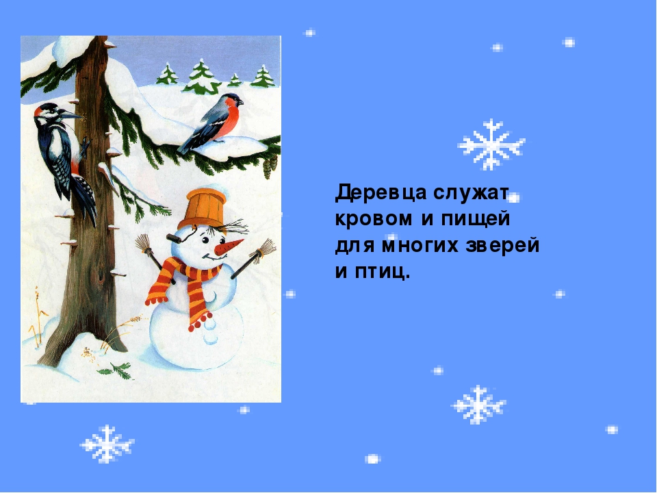 Презентация к занятию "О ели и сосне"