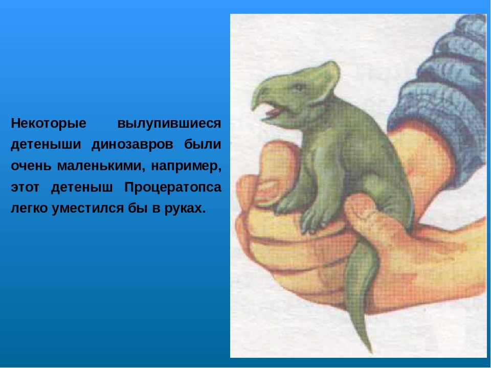 Проект по ознакомлению с окружающим миром