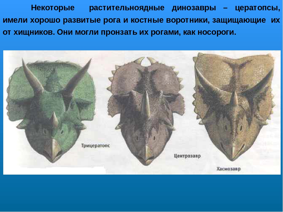 Проект по ознакомлению с окружающим миром