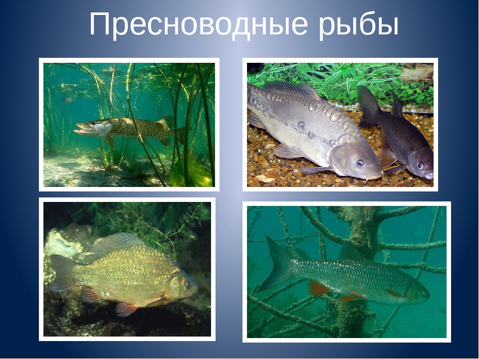 Путешествие в морские глубины