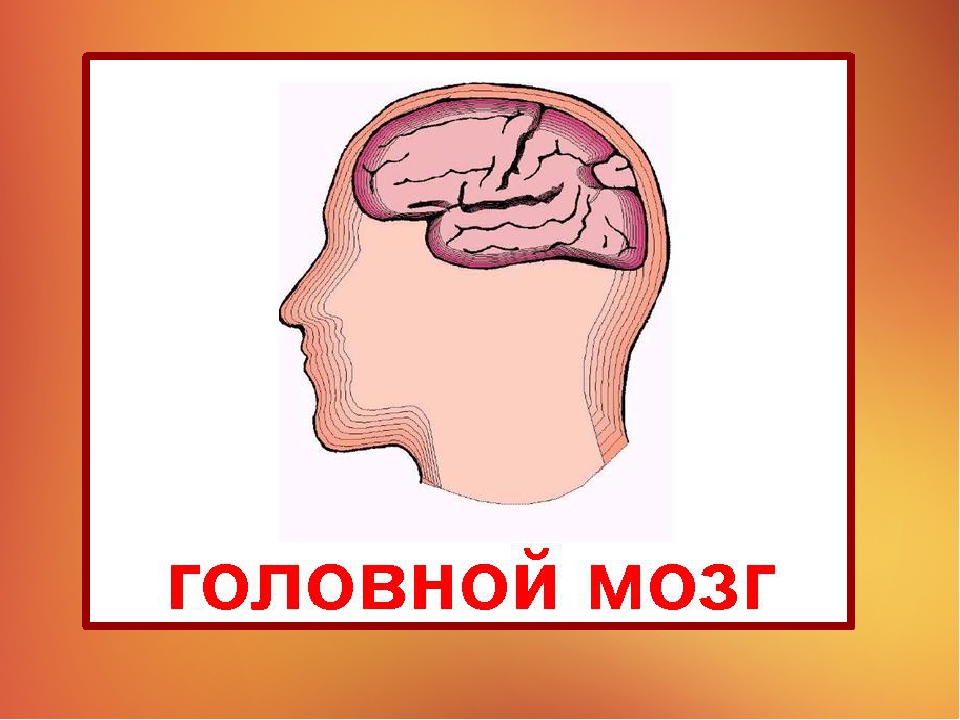 Презентация на тему "Наше тело"