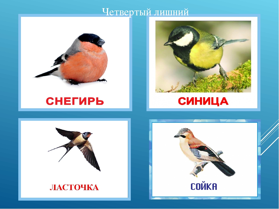 Название четвертой. Ласточка Воробей Снегирь. Птицы Снегирь, синица, ворона, Воробей. Синица Снегирь сорока. Синица Воробей Снегирь.