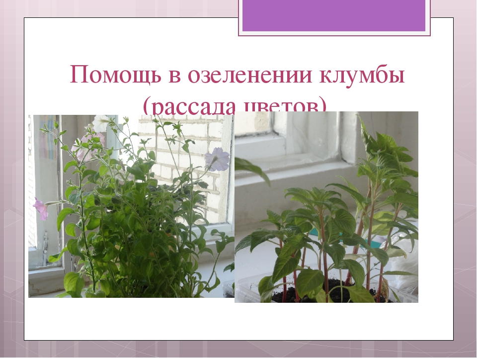 Презентация "Отчет по работе с родителями"