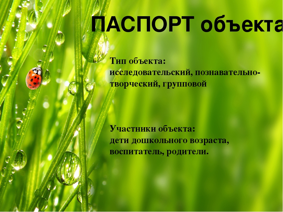 Презентация по экологическому воспитанию.Экологический объект "Насекомые".