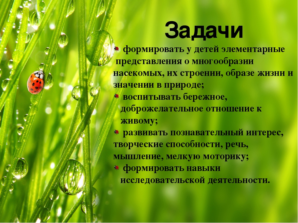Презентация по экологическому воспитанию.Экологический объект "Насекомые".