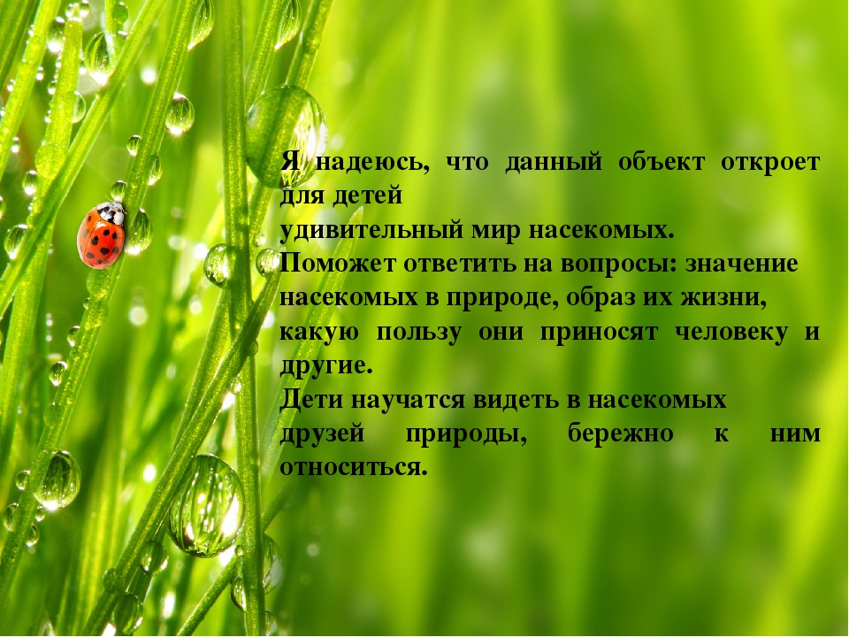 Презентация по экологическому воспитанию.Экологический объект "Насекомые".