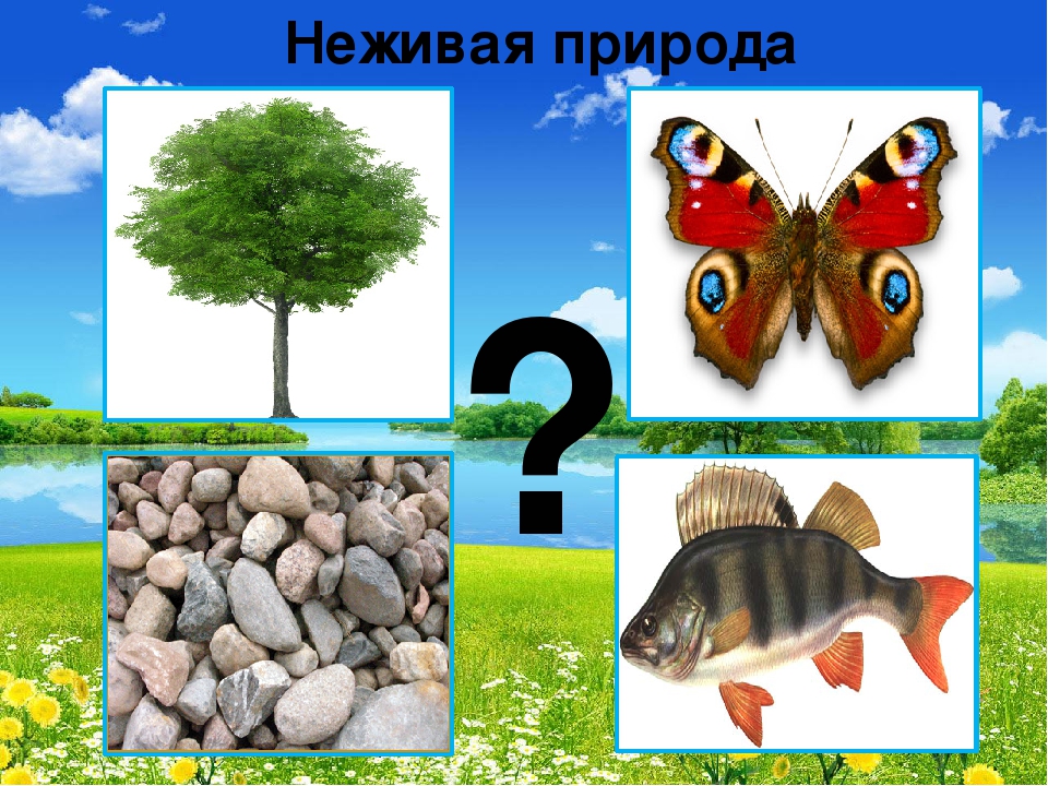 Презентация "В мире живой природы"