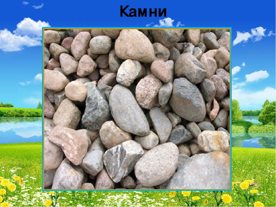 Презентация "В мире живой природы"