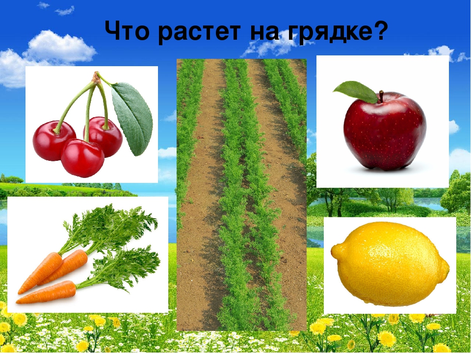 Презентация "В мире живой природы"