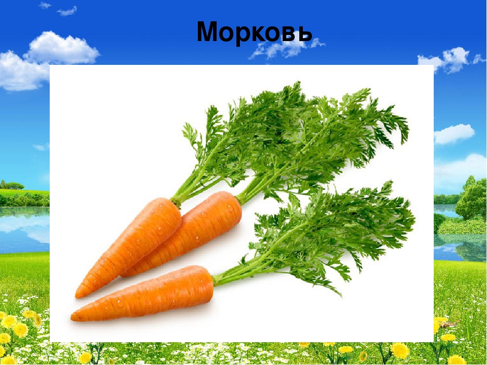 Презентация "В мире живой природы"