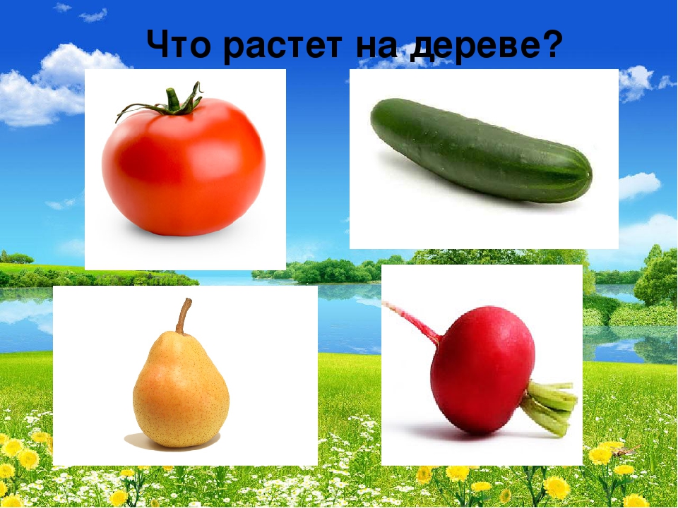 Презентация "В мире живой природы"