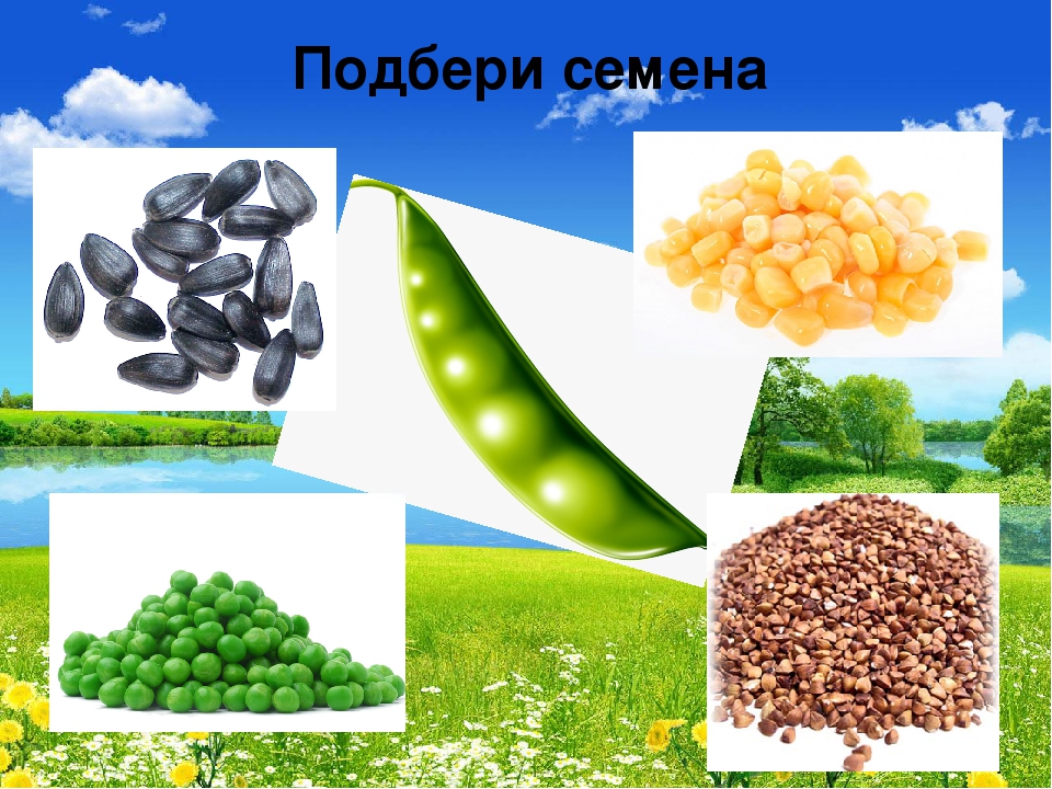 Презентация "В мире живой природы"