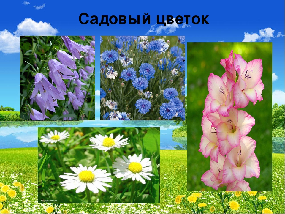 Презентация "В мире живой природы"