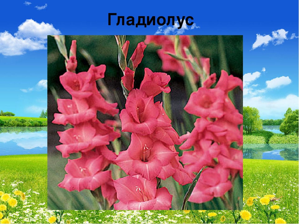 Презентация "В мире живой природы"